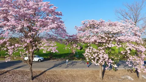 สวยงามตลอดถนน นทท.แห่ถ่ายรูป ดอกชมพูพันธุ์ทิพย์บานที่กำแพงเพชร 