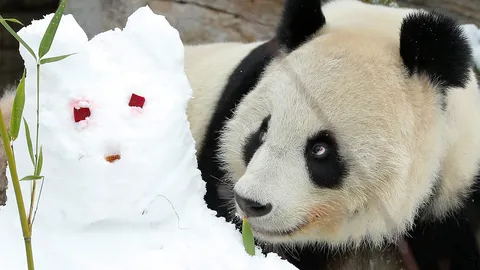 ตุ๊กตาหิมะของหยางหยาง