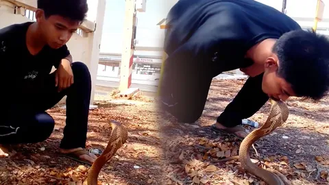 คุณทศพลยังไม่กล้า! หนุ่ม16 ใจเด็ด จุมพิตงูเห่า ฟ่อๆ วิวเป็นแสน (ชมคลิป)