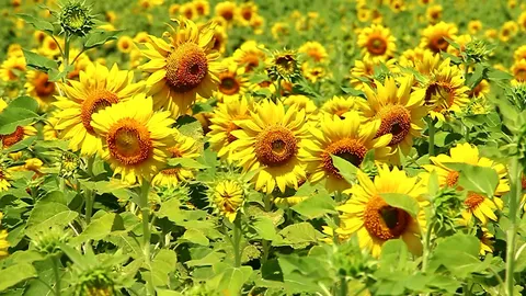 เกษตรกรนครสวรรค์ พลิกผืนนาปลูกทานตะวัน ใช้น้ำน้อย ส่งขายสร้างรายได้ดี