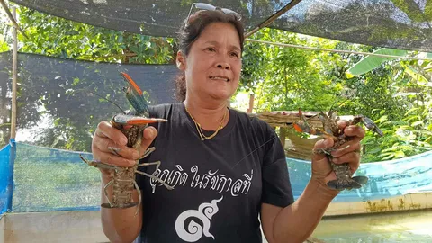 กุ้งก้ามแดงชีววิถี...พลิกชีวิต เลี้ยง 10 เดือน ปลดหนี้ 10 ปี