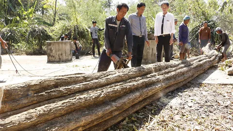 อ.เทคนิค กำแพงเพชร ตัดไม้โมกส่งสำนักช่างสิบหมู่ประดับพระเมรุมาศ