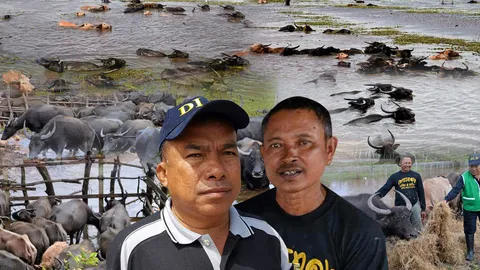 อะเมซซิ่งไทยแลนด์ ควายน้ำพัทลุง