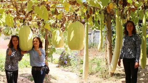 นทท.ฮือฮา แห่ถ่ายรูปคู่น้ำเต้ายักษ์ที่ภูเรือ ลูกอวบอ้วน หนักสุด 70 กก. (ชมคลิป)