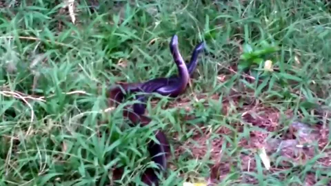 ใครเคยเจอ งูฟีเจอริ่ง 2 ตัวผัวเมีย กู้ภัยยืนดู รอจับทีหลัง (ชมคลิป) 