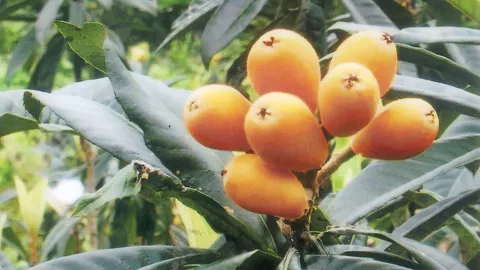 “ปี่แป๊ะ” แก้ไอและเจ็บคอดี