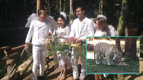 สวนสัตว์อุบลฯ จัดเค้กเนื้อยักษ์ ฉลองวันเกิดเสือโคร่งขาว รับวาเลนไทน์ (ชมคลิป)