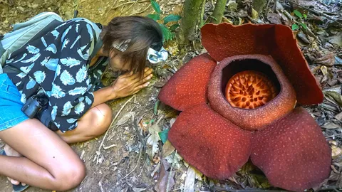 ตะลึง! บัวผุด ดอกไม้ใหญ่ที่สุดในโลกบานแล้วที่เขาสก