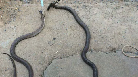 กรี๊ดลั่น!! งูเห่าผัวเมียตัวเป้ง ควงคู่วันวาเลนไทน์ เลื้อยเข้าบ้าน