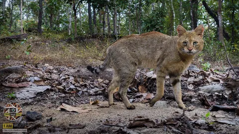 พบอีกครั้งในรอบ 40 ปี 'แมวป่า' ที่ดอยเชียงดาว เจอทั้งตัวผู้ตัวเมีย