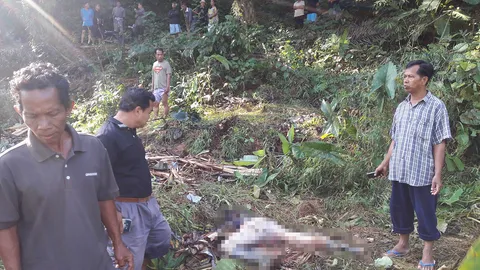 ช้างฆ่าคน งาเสียบอกแผลเดียวดับ ตร.งง ฆาตกรตัวใหญ่ หายไปหาไม่เจอ