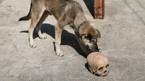 หมาวัดคาบกะโหลกมนุษย์แทะเล่น พระเชื่อวิญญาณดลใจหวังช่วยตามหาญาติ