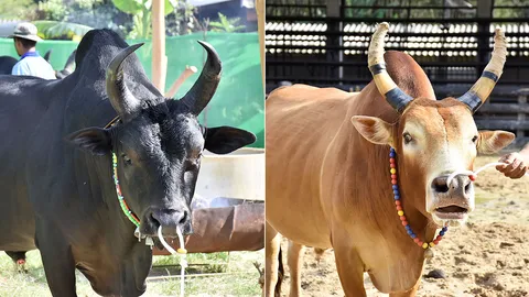 สุดโอเวอร์! เดิมพันโคชนคู่เอกเมืองสงขลามูลค่าร่วม 20 ล้าน 