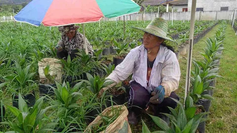 มาตรฐานวิชาชีพเพาะปลูกปาล์ม