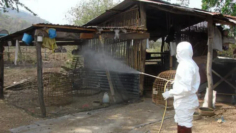 รัฐรุกสกัดไข้หวัดนกระบาด ปิดกั้นทุกจุดไม่ให้เข้ามาไทย