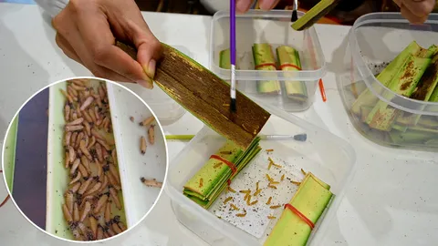 ทำมัมมี่..ฝังแตนเบียน เคล็ดปราบหนอนหัวดำ