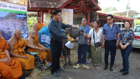พบควายแสนรู้ เดินตามเจ้าอาวาส วัดที่เพชรบูรณ์ บิณฑบาตทุกเช้า (ชมคลิป)