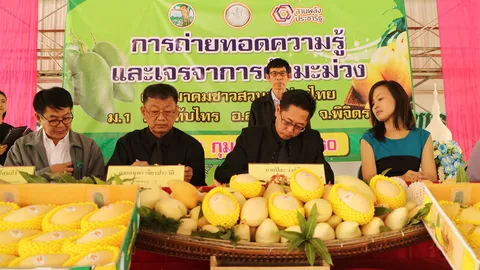 มะม่วงร้อยล้านที่พิจิตร ส่งออกกระฉูด ญี่ปุ่น เกาหลี จีน จองซื้อ