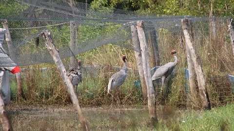 รมว.ทรัพยากรฯ ปล่อยนกกระเรียนพันธุ์ไทยคืนสู่ธรรมชาติ 9 ตัว