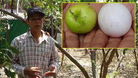 ลุงอ่างทอง มีพุทรานมสดต้นเดียว ลูกใหญ่เท่าไข่เป็ด รสดี แถมขายได้ทั้งปี