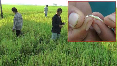 แมลงบั่วระบาดนาข้าวในพิจิตร เสียหาย 9.6 หมื่นไร่ เร่งช่วยเกษตรกร