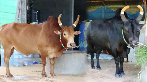 รู้กันวันนี้ ชนโคคู่ประวัติศาสตร์สุดโอเวอร์ คาดวางเดิมพันทะลุ 50 ล้าน