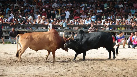 ไอ้ดำวังนา ฟอร์มเทพขวิดเอาชนะ ไอ้แดง ศึกชนโคคู่ยักษ์เดิมพัน 20 ล้าน