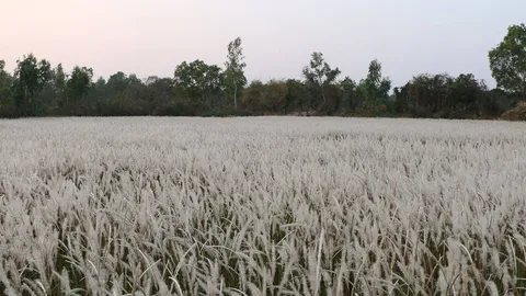 ชาวอุบลฯ แห่ถ่ายภาพทุ่งดอกหญ้า ขาวโพลนสวยงามดั่งหิมะ 