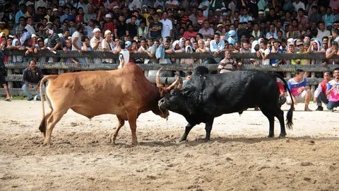 'โคนิลแซม' ซิว10ล. ขวิด 'โคแดง' แพ้ยับ วงนอก-พนัน50ล.