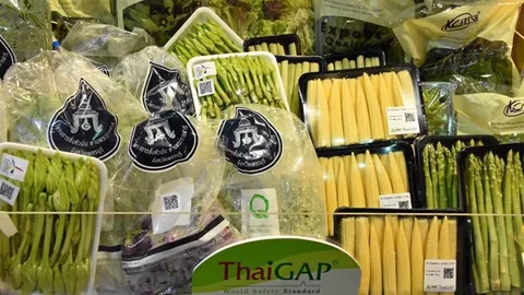 หอการค้าร่วมดัน ThaiGAP เปิดช่องพืชผักแบกะดินขึ้นห้าง