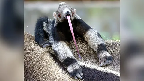 ตัวกินมดยักษ์แรกเกิด