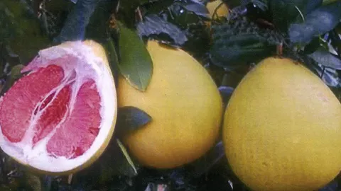 “ส้มโอเปลือกเหลือง” เนื้อแดงไม่มีเมล็ด