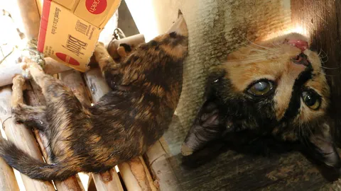 แม่แมวหัวติดฝาผนัง หลังพยายามมุดไปให้นมลูก กู้ภัยต้องเร่งมือเข้าช่วย