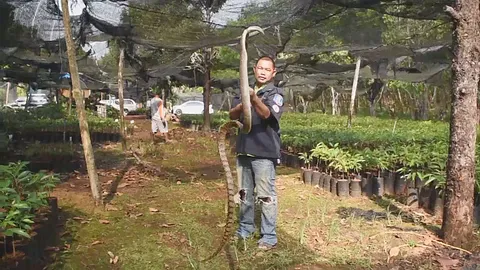 งูสิงดง 2 ม. เลื้อยซุกกองใบไม้โรงเพาะชำทุเรียน คาดอากาศเย็นหาที่อบอุ่น