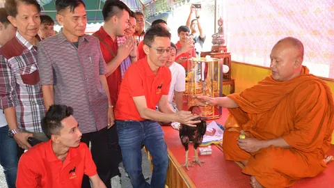 'เจ้ามณีแดง' ไก่ชนค่าตัวแพงสุด 22 ล้าน เจ้าของเชิญเกจิดังลงนะเมตตา (คลิป)