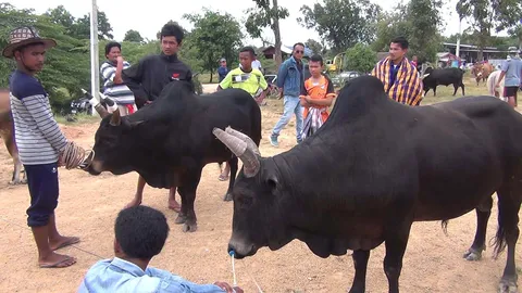 สีสัน 'เปรียบวัว'ชนโคแดนใต้ เผยกำลังบูม มาเลย์-สิงคโปร์แห่ดู (ชมคลิป)