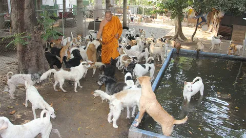 เลี้ยงโดยเจตนา ไม่ได้ทารุณ พระที่อยุธยา ดูแล"หมาวัด"กว่า500ตัว (คลิป)