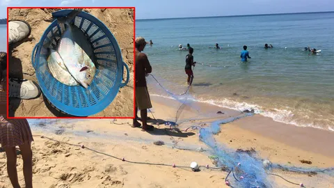 ฮือฮา จับปลามงกว่า100ตัว หากินติดหาดเขาหลัก ชี้ทะเลอุดมสมบูรณ์ (คลิป) 