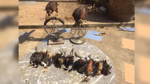 แห่ประณาม! คนเลี้ยงเหยี่ยว สั่งไปล่าเหยื่อสัตว์ป่าคุ้มครอง ชี้ผิด ก.ม. (ชมคลิป)