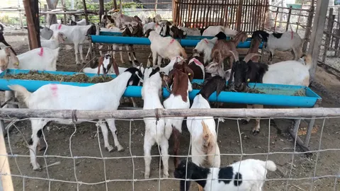 ปศุศัตว์ตั้งธนาคารแพะ นำร่อง ณ ห้วยกระเจา