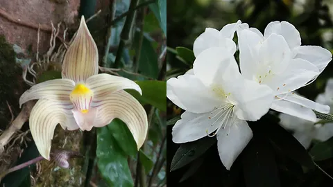 ททท.แพร่ ชวนชม กุหลาบพันปี-กล้วยไม้เอื้อง สิงโตสยาม บนดอยขุนสถาน 