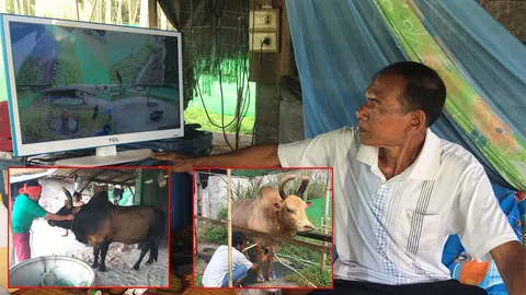 คู่วัวชนเงินล้านเมืองคอน  ดูแลเข้มหวั่นถูกวางยา ติดวงจรปิดล้อมคอก 