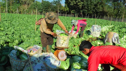 ร้อนแล้ง กะหล่ำปลีที่ตาก ราคาดิ่งเหวเหลือ 2 บาท 