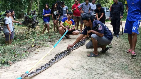 จะใหญ่ไปไหน เหลือมยักษ์ถ้ำพรรณรา โผล่จากโพรงกลางลานออกกำลัง ทำคนผวา