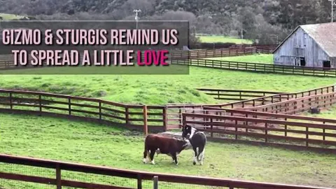 ม้ากับวัวเป็นสหายสนิทกัน