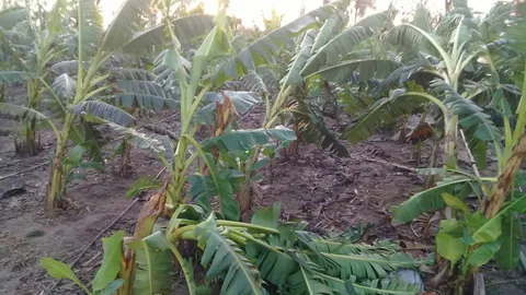 พายุฝนถล่มกำแพงเพชร พัดบ้านพัง กวาดต้นกล้วยไข่ของดีจังหวัดล้มระเนระนาด