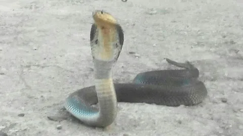 ไล่จับ งูเห่า 2 ผัวเมียดุร้าย แผ่แม่เบี้ยขู่ดังลั่น โผล่ร้านประดับยนต์ (คลิป)