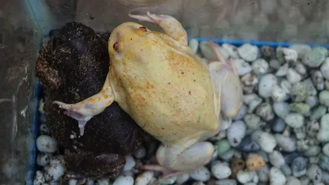 ฮือฮาอึ่งอ่างสีทอง เชื่อพันธ์ุหายากขอเลี้ยงนำโชค คอหวยแห่ดูตีเลขเด็ด