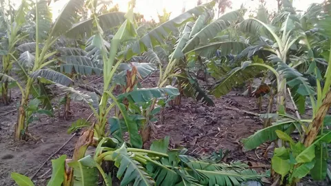 ชาวสวนกล้วยช้ำหนัก พายุพัดต้นกล้วยล้ม