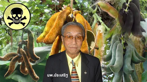 หมามุ่ยพิษติดโผ ฤทธิ์ร้ายอาวุธชีวภาพ